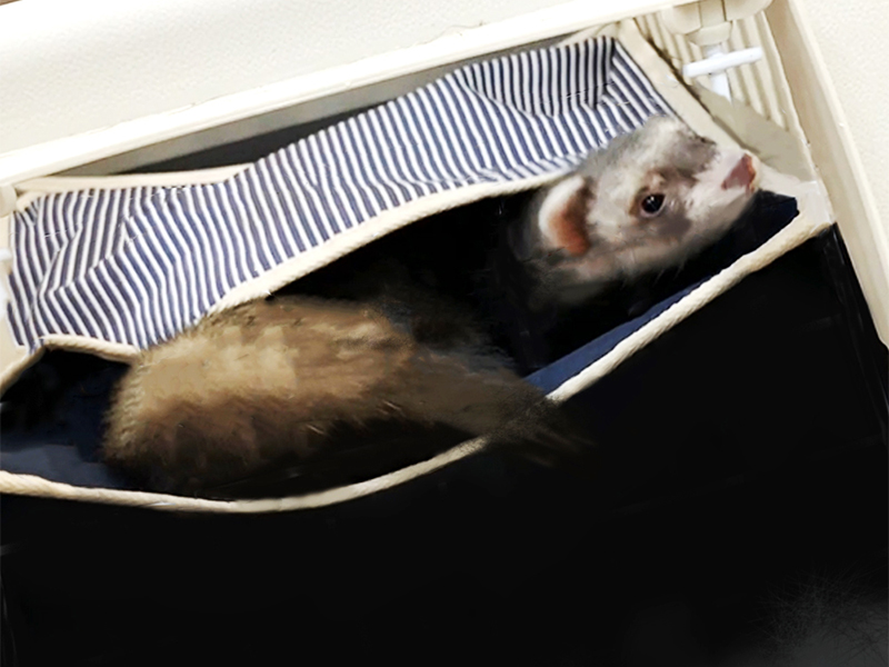 LIP3006 キャリーハンモック【保冷剤付】 | L.I.P love into the pet